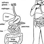Raskrasil.com-Anatomy-Coloring-Pages-36
