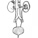 Raskrasil.com-Anatomy-Coloring-Pages-38