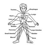 Raskrasil.com-Anatomy-Coloring-Pages-4