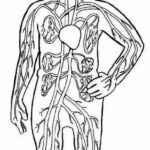 Raskrasil.com-Anatomy-Coloring-Pages-40