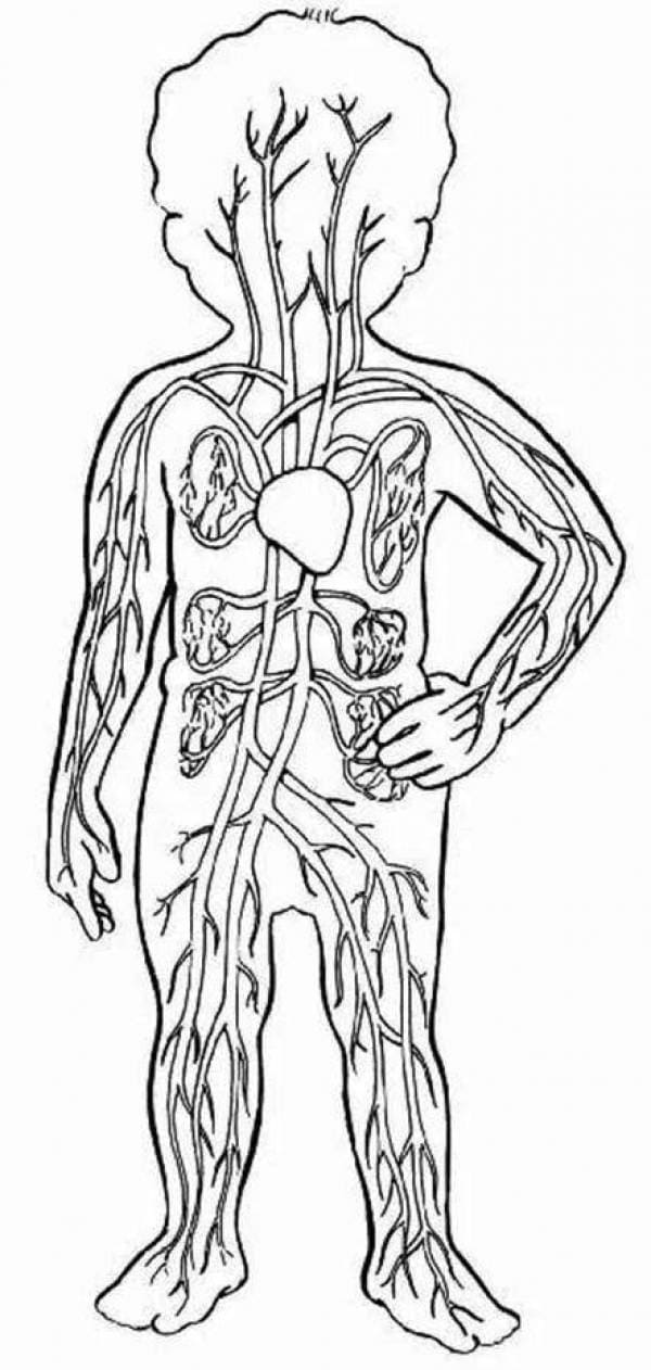 Anatomy Coloring Pages