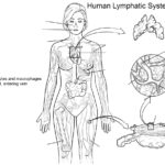 Raskrasil.com-Anatomy-Coloring-Pages-42