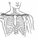 Raskrasil.com-Anatomy-Coloring-Pages-44