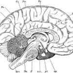 Raskrasil.com-Anatomy-Coloring-Pages-45