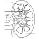 Raskrasil.com-Anatomy-Coloring-Pages-46