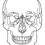 Raskrasil.com-Anatomy-Coloring-Pages-47