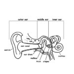 Raskrasil.com-Anatomy-Coloring-Pages-48