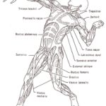 Raskrasil.com-Anatomy-Coloring-Pages-5