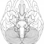 Raskrasil.com-Anatomy-Coloring-Pages-51