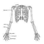Raskrasil.com-Anatomy-Coloring-Pages-54
