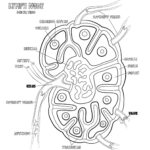 Raskrasil.com-Anatomy-Coloring-Pages-56