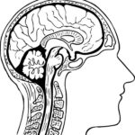 Raskrasil.com-Anatomy-Coloring-Pages-57