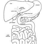 Raskrasil.com-Anatomy-Coloring-Pages-58