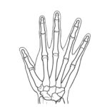 Raskrasil.com-Anatomy-Coloring-Pages-59
