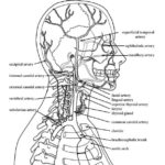 Raskrasil.com-Anatomy-Coloring-Pages-6