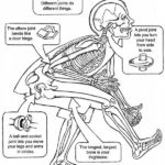 Raskrasil.com-Anatomy-Coloring-Pages-61