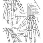 Raskrasil.com-Anatomy-Coloring-Pages-63