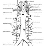 Raskrasil.com-Anatomy-Coloring-Pages-64