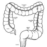 Raskrasil.com-Anatomy-Coloring-Pages-65