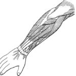 Raskrasil.com-Anatomy-Coloring-Pages-67