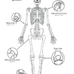 Raskrasil.com-Anatomy-Coloring-Pages-68
