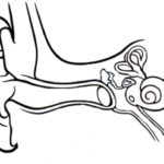 Raskrasil.com-Anatomy-Coloring-Pages-69