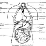 Raskrasil.com-Anatomy-Coloring-Pages-7