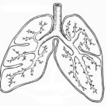 Raskrasil.com-Anatomy-Coloring-Pages-70