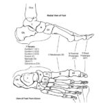Raskrasil.com-Anatomy-Coloring-Pages-71