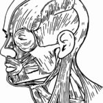 Raskrasil.com-Anatomy-Coloring-Pages-72