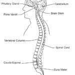 Raskrasil.com-Anatomy-Coloring-Pages-73