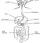 Raskrasil.com-Anatomy-Coloring-Pages-74