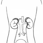Raskrasil.com-Anatomy-Coloring-Pages-76