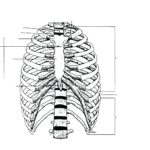 Raskrasil.com-Anatomy-Coloring-Pages-77