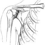 Raskrasil.com-Anatomy-Coloring-Pages-78