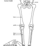 Raskrasil.com-Anatomy-Coloring-Pages-79