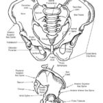 Raskrasil.com-Anatomy-Coloring-Pages-81