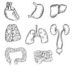 Raskrasil.com-Anatomy-Coloring-Pages-83