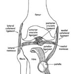 Raskrasil.com-Anatomy-Coloring-Pages-84