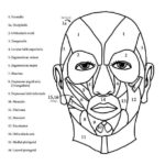 Raskrasil.com-Anatomy-Coloring-Pages-85