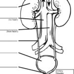 Raskrasil.com-Anatomy-Coloring-Pages-87
