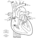 Raskrasil.com-Anatomy-Coloring-Pages-90