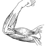 Raskrasil.com-Anatomy-Coloring-Pages-91
