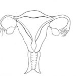 Raskrasil.com-Anatomy-Coloring-Pages-92