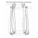 Raskrasil.com-Anatomy-Coloring-Pages-94