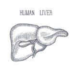 Raskrasil.com-Anatomy-Coloring-Pages-95