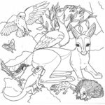 Raskrasil.com-Australia-Coloring-Pages-18