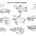 Raskrasil.com-California-Coloring-Pages-16