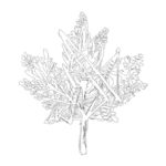 Raskrasil.com-Canada-Coloring-Pages-47