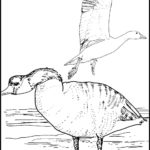 Raskrasil.com-Canada-Coloring-Pages-52
